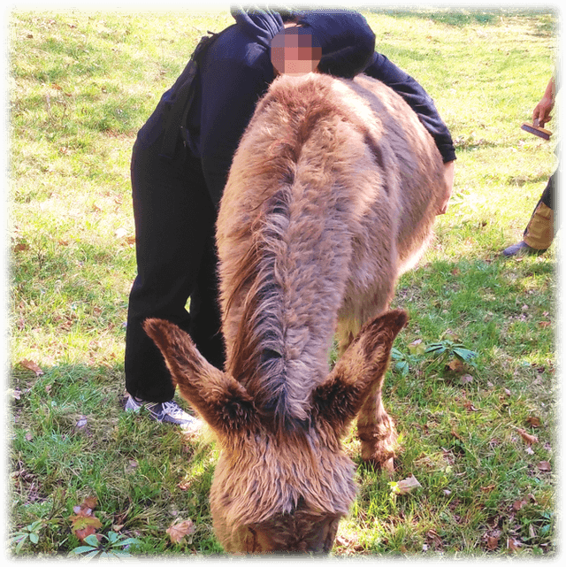 Coccole Love - Adotta un asinello