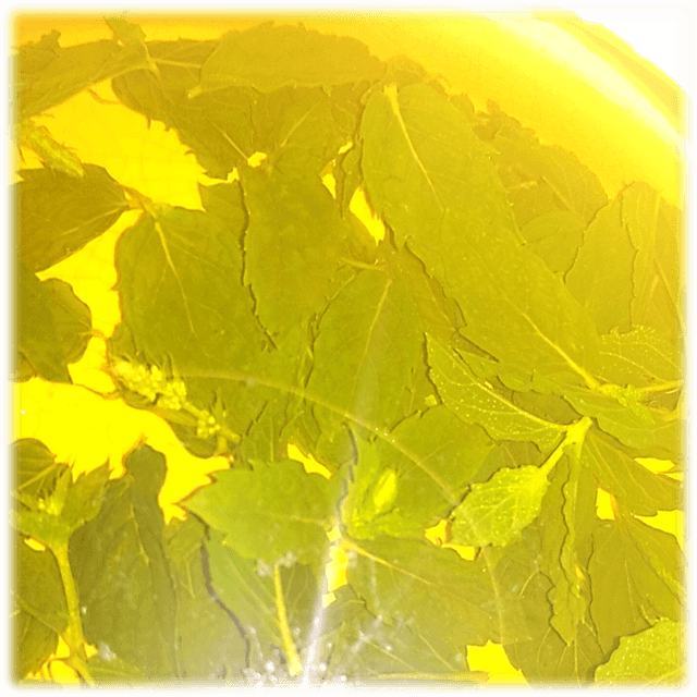 Infusi monospecie