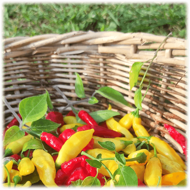 Peperoncini