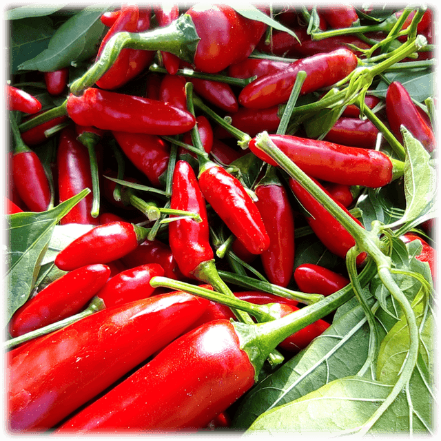 Peperoncini