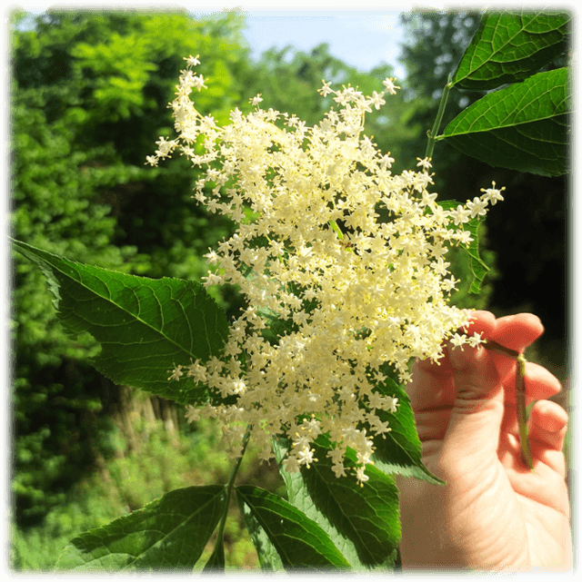 Infusi monospecie